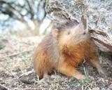 &nbsp;

Fot.
5. Hispaniolan solenodon (autor Seb
az86556, źródło:
http://en.wikipedia.org/wiki/File:Hispaniolan_Solenodon_crop.jpg, dostęp
21.10.2013 r.)

